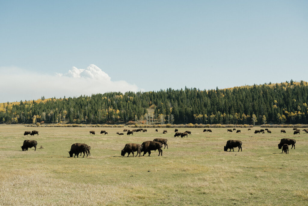 Buffalo roaming at a Jackson Hole wedding venue